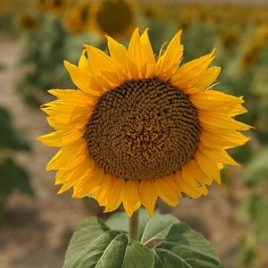 Meet your Posher, Victor